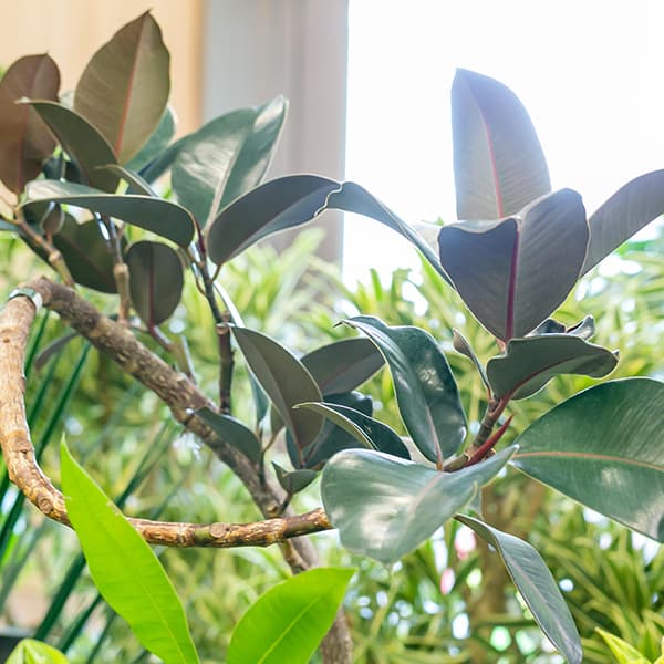 ギャラリー画像1