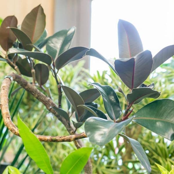 ギャラリー画像17