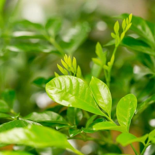 ギャラリー画像20