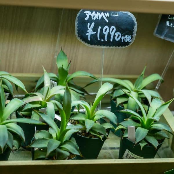 ギャラリー画像29