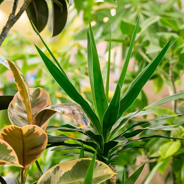 ギャラリー画像3