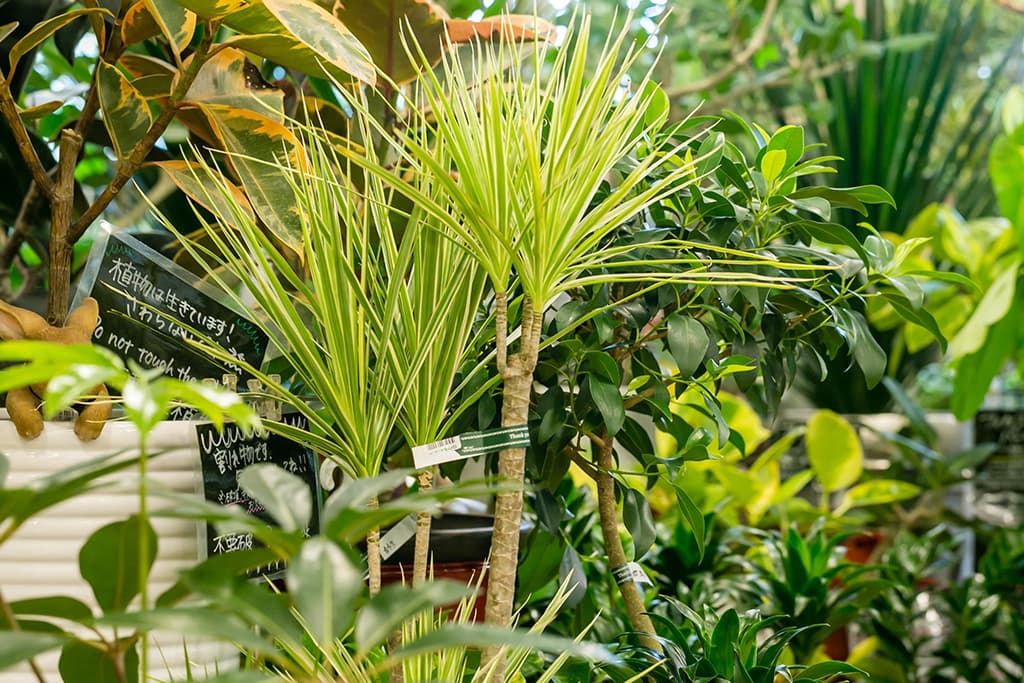 ギャラリー画像5