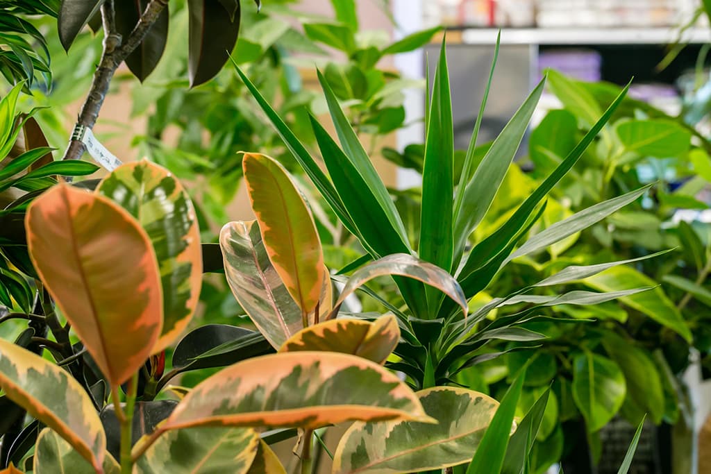 ギャラリー画像6