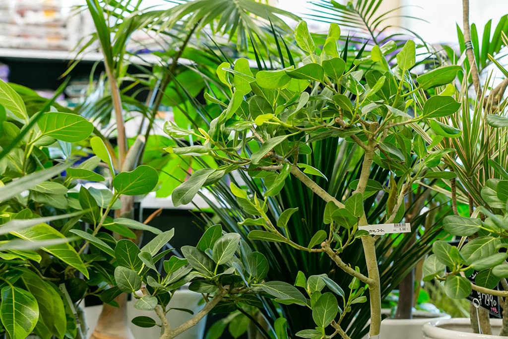 ギャラリー画像7